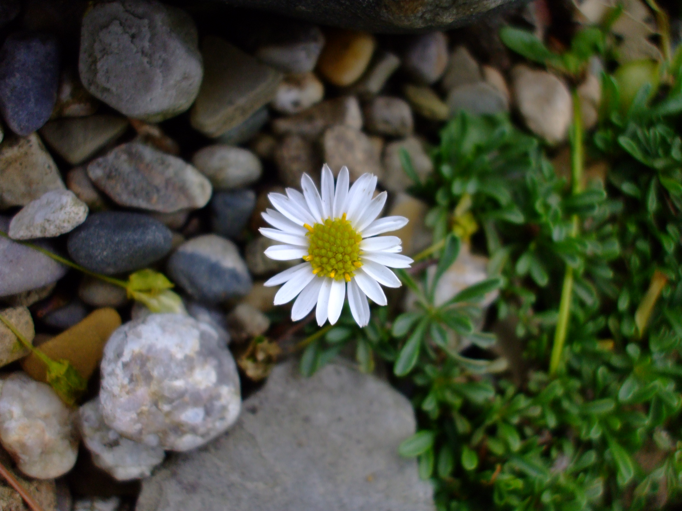 Erigeron scopulinus